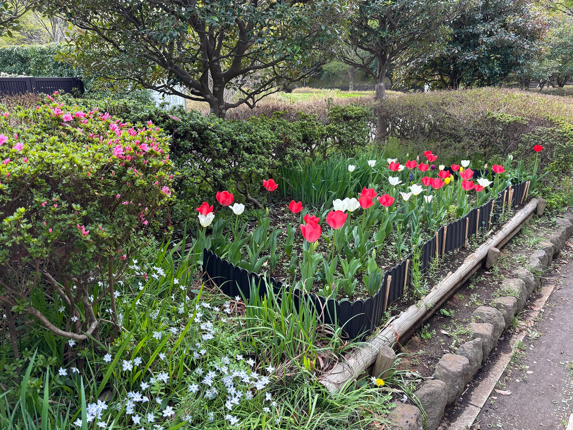 花と風に癒されて。藤沢・新林公園で過ごす春時間。